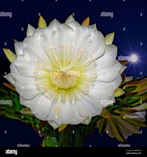 Blooming Cereus Cactus Flower at Night Stock Photo - Alamy