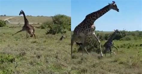 Mother Giraffe Bravely Saves Her Baby From Cheetahs