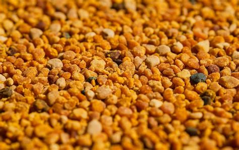 Pollen Photos - Download Free High-Quality Pictures | Freepik
