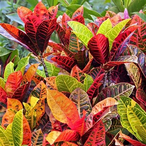 Buy Indoor Plants for Home | Online Indoor Plants Delivery ...