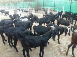 Project Report Services - Sheep and Goat Project Report Services for ...