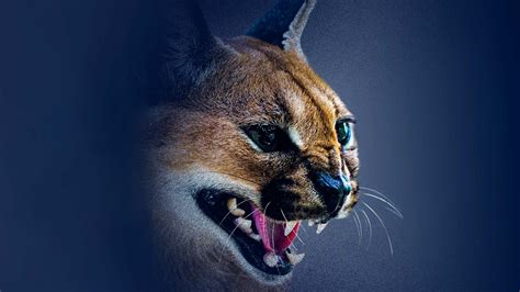 Stream Shadow Cats movie on Disney+