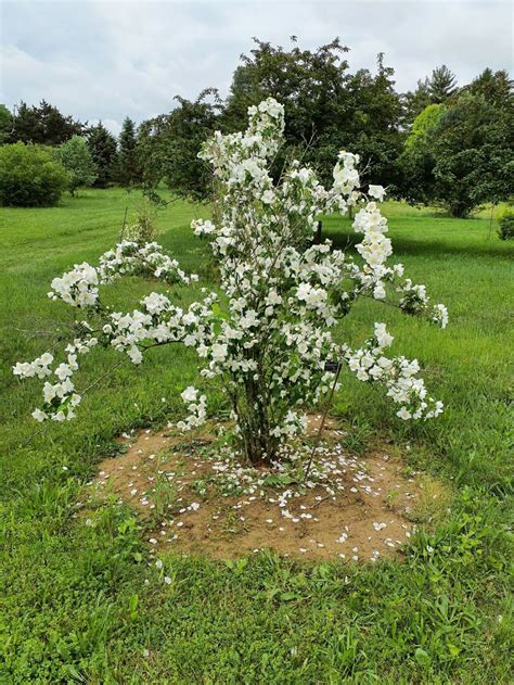 Philadelphus lewisii 'Snow Velvet' - Snow Velvet Lewis mock orange ...