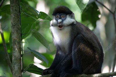 Image result for Red Thread Monkey