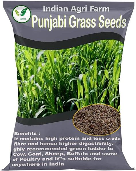 IAgriFarm Punjabi Grass Seed - 3 kg - Multicut Grass Seed / Fodder ...