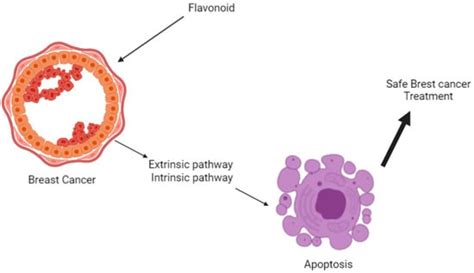 Function and Application of Flavonoids in the Breast Cancer