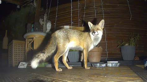 Image result for fox caught on blink doorbell