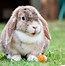 Image result for Rabbit Exercise Yard