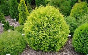 Image result for Golden Globe Arborvitae Shrub