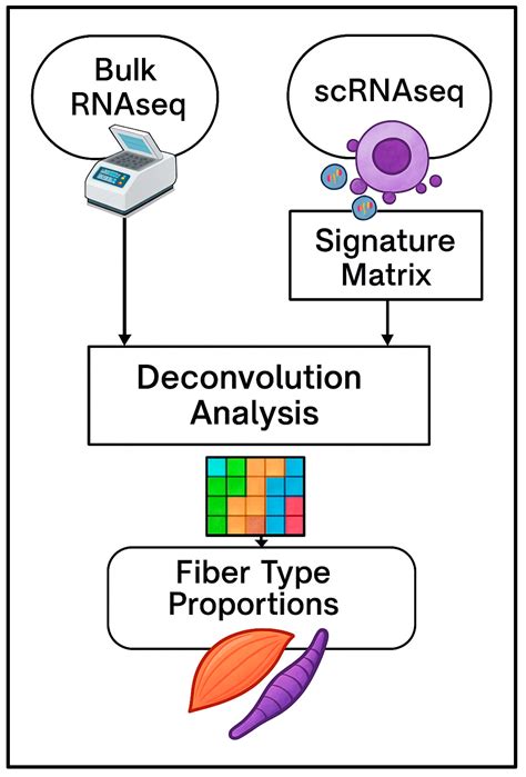 Impact of Cattle Breed in scRNA-Seq Reference on Muscle Fiber Type ...