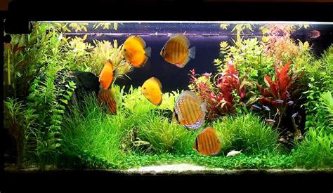 Discus Tank 的图像结果