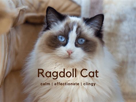Ragdoll Cat - Breed Information
