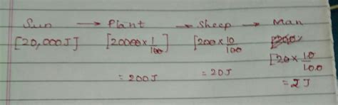 in the following food chain 20,000 joule of energy was available to ...