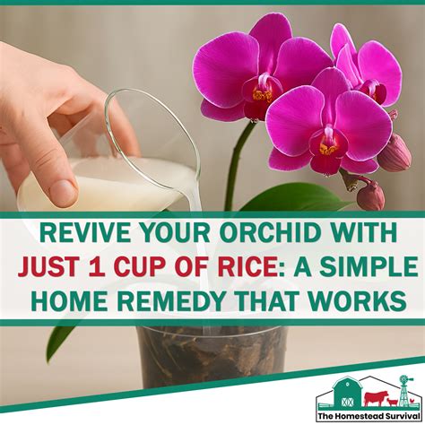 🌸 Revive Your Orchid With Just 1 Cup of Rice: A Simple Home Remedy That Works Wonders - The ...