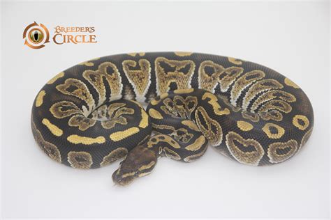 Image result for Marvel Ball Python