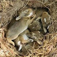 Image result for Spring+Baby+Bunnies