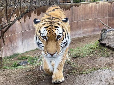 Idaho Falls Zoo celebrates 25 years of AZA accreditation | Local News ...