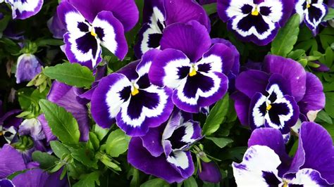 Garden pansy - Viola x wittrockiana | Kew