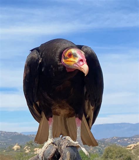 Vultures - Avian Behavior International - behavior of vultures