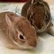 Image result for Wild Rabbit Breeds MD