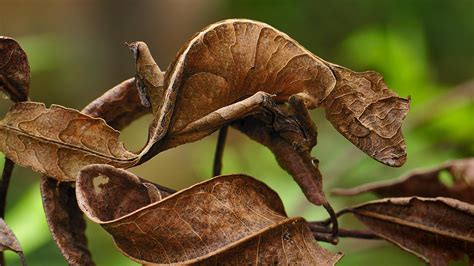 Leaf Tail Gecko – Bing Wallpaper Download