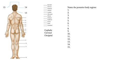 Solved Label the posterior body regions in this picture. | Chegg.com
