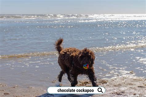 Image result for Female Cockapoo