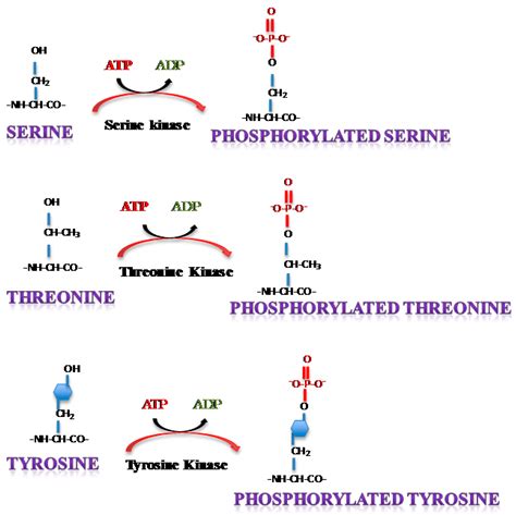 Phosphorylation of Single Stranded RNA Virus Proteins and Potential for ...