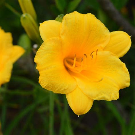 Daylily Yellow Flower Bulbs - Set of 5 Bulbs