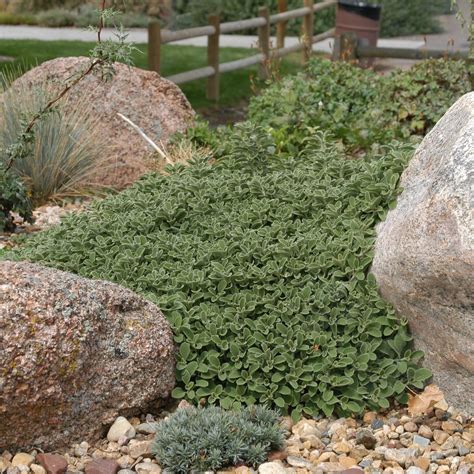 Marrubium rotundifolium Silverheels Horehound - 4.5" – Evergreen ...