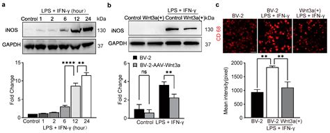 Characterization of Inflammatory Signals in BV-2 Microglia in Response ...