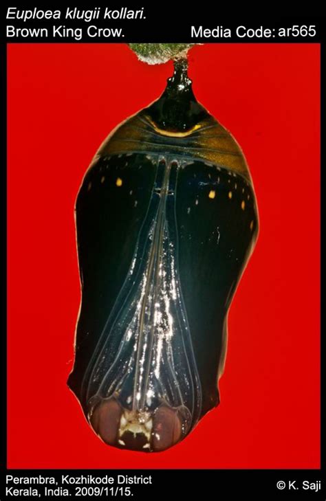 Euploea klugii | Butterfly