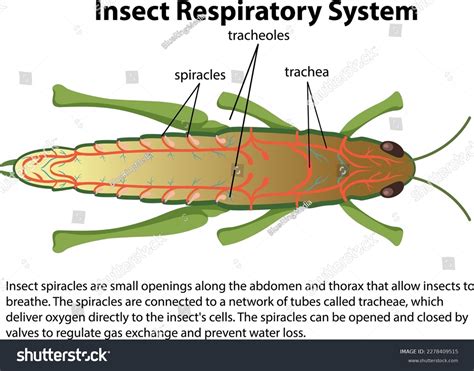 Grasshopper Respiratory System Diagram Illustration: เวกเตอร์สต็อก ...