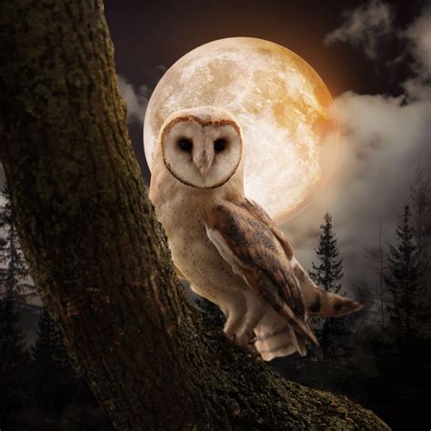 Seeing An Owl At Night: Spiritual Meaning - Awakening State