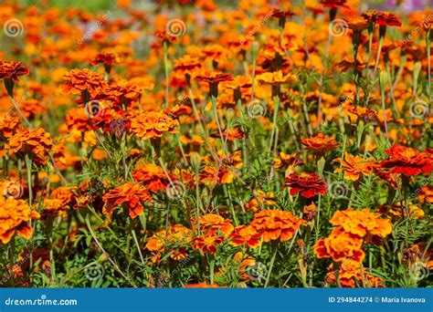 Marigolds are a Genus of Annual and Perennial Plants of the Asteraceae ...
