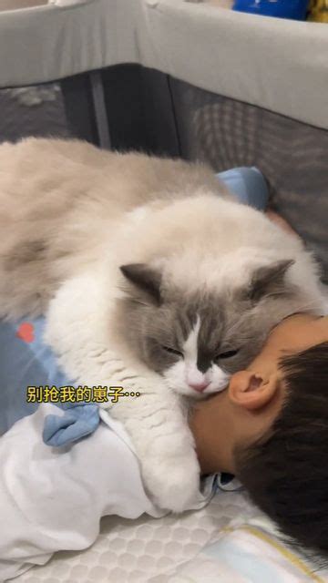 thecatsfervor on Instagram: "😍😂 @thecatsfervor double tap ️ ️ from 📽️ ...