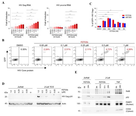 A First-in-Class Dual Degrader of Bcl-2/Bcl-xL Reverses HIV Latency and ...