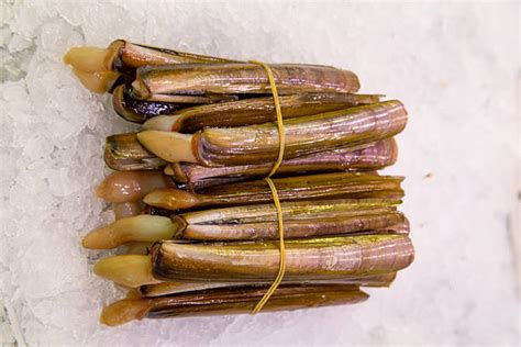 Image result for Razor Shellfishing