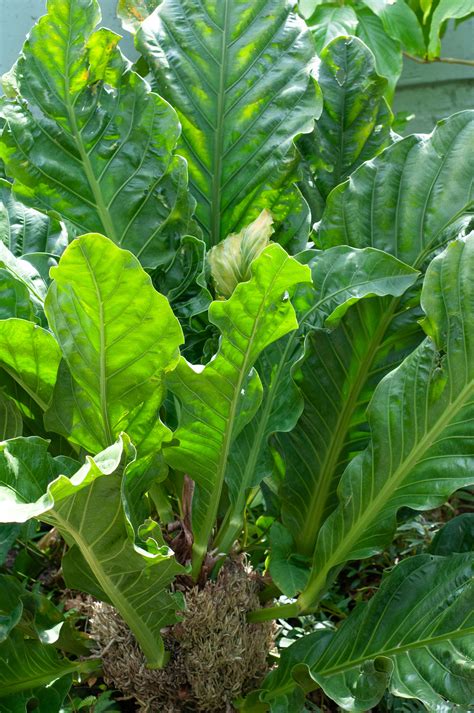 Anthurium Hookeri( large size) - Buy 6000+ Plants, Seeds, Pots online ...