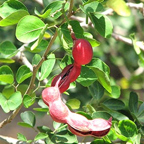 Plantzoin Sweet tamarind Jangal jalebi Pithecellobium dulce Seema ...