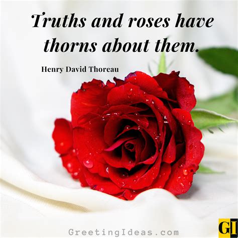80 Deep Roses Quotes On Beauty, Love And Thorns