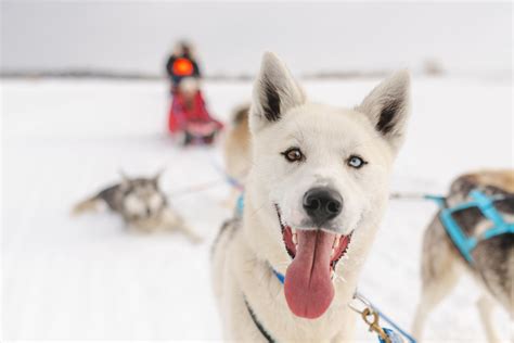 Dog Sledding - Visit Jackson Hole