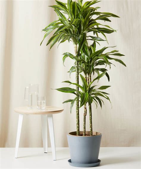 Dracaena 101: How to Care for Dracaenas | Bloomscape
