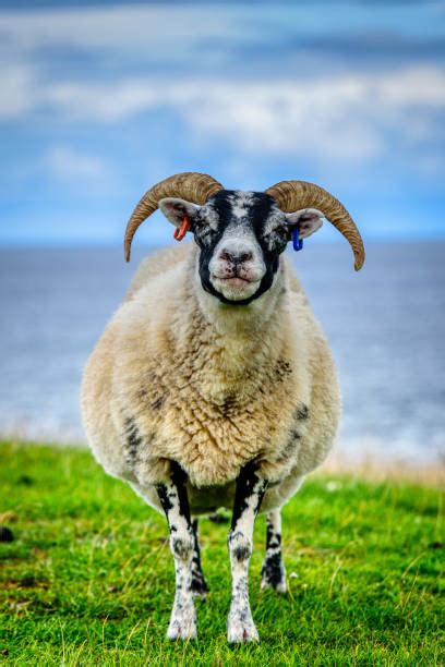 Image result for Gum Paste Welsh Sheep