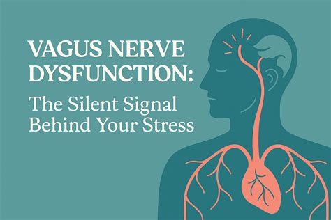 Vagus Nerve Dysfunction: The Silent Signal Behind Your Stress (And What To Do About It) - Vital ...