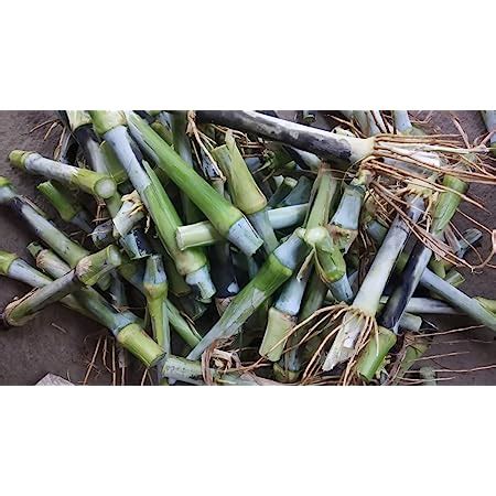 N.G.M. AGROCARE CO4 Cumbu Napier multi-cut hybrid grass for Animal ...