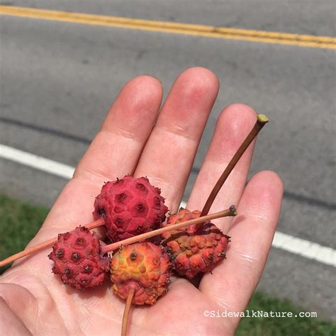 Who Eats Kousa Dogwood? – SIDEWALK NATURE