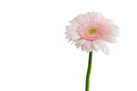 +50 Transparent Background Flower PNG Image For Free