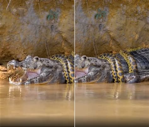 巨蟒大战恐鳄：蟒蛇鳄鱼齐出动，连列车都难逃一劫，太可怕了！_腾讯视频