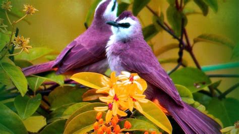Most Beautiful Birds Wallpapers